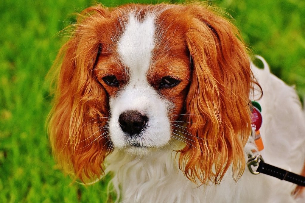 Adopter un chien : beaucoup d'amour mais de vraies responsabilités