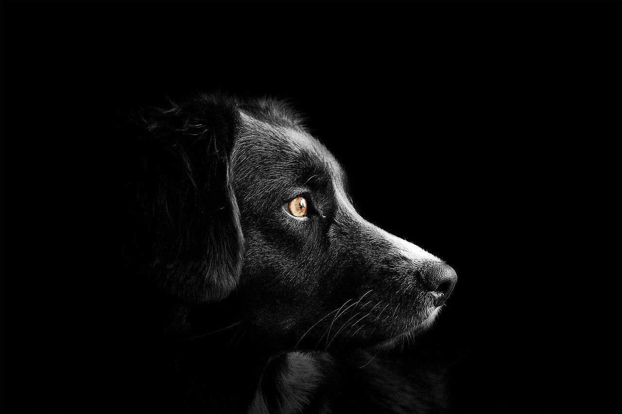 Les conseils pour un dressage efficace de votre chien